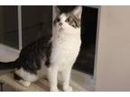 Adopt Ruger (Bonded to Snowball) a Domestic Short Hair