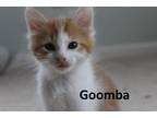 Adopt Goomba a Domestic Medium Hair