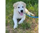 Adopt Bodhi a Great Pyrenees