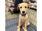 Adopt Chandler a Labrador Retriever