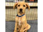 Adopt Joey a Labrador Retriever