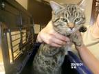 Adopt Otto a Domestic Short Hair