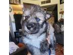 Siberian Husky Puppy for sale in Glendale, AZ, USA