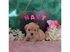 Mutt Puppy for sale in Grant, NE, USA