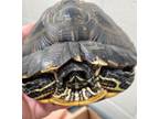 Adopt LEO a Turtle