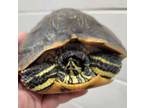 Adopt RAFAEL a Turtle