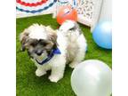 Shih Tzu Puppy for sale in Elroy, WI, USA