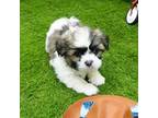 Shih Tzu Puppy for sale in Elroy, WI, USA