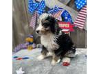 Mutt Puppy for sale in Walnut, MS, USA