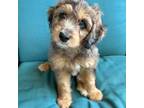 Goldendoodle Puppy for sale in Biloxi, MS, USA