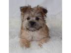 Mutt Puppy for sale in Rock Stream, NY, USA