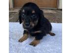 Dachshund Puppy for sale in Sharon Springs, NY, USA