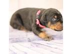 Doberman Pinscher Puppy for sale in Aredale, IA, USA