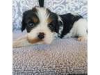 Cavalier King Charles Spaniel Puppy for sale in Casa Grande, AZ, USA