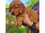 Golden Retriever Puppy for sale in Carbondale, IL, USA