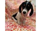 Dachshund Puppy for sale in Merritt Island, FL, USA