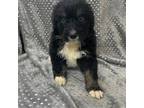Aussiedoodle Puppy for sale in Hico, TX, USA