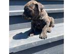 Cane Corso Puppy for sale in Lincoln, NE, USA