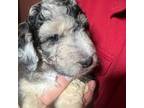Mutt Puppy for sale in Washington, IA, USA