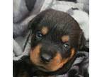 Rottweiler Puppy for sale in Orion, IL, USA
