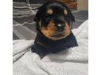 Rottweiler Puppy for sale in Orion, IL, USA