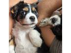 Cavalier King Charles Spaniel Puppy for sale in Rising Fawn, GA, USA