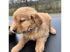 Golden Retriever Puppy for sale in Worcester, MA, USA