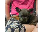 French Bulldog Puppy for sale in Richmond, VA, USA