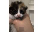 Luna Hill LH C2024 in TX Calico Kitten Female