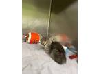 Subway Domestic Shorthair Kitten Male