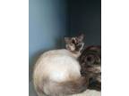 Suzi Domestic Shorthair Kitten Female