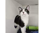 Pal (bonded with Mack) Domestic Shorthair Young Male