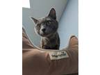 Buggy (Lucky Charms) Domestic Shorthair Kitten Female