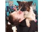 Tuff CW D2023 in CT Australian Shepherd Young Male