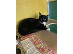 Stripe (BONDED WITH BLUE) Domestic Shorthair Young Male
