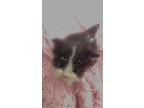 Wisp Domestic Shorthair Adult Female