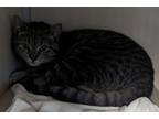 Mighty Domestic Shorthair Adult Female