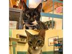 Mystery Inc & Scooby Doo Domestic Shorthair Adult Male