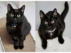 Allegria and Bunny (FeLV) (Bonded) Domestic Shorthair Young Female