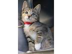 Smartie Domestic Shorthair Young Female