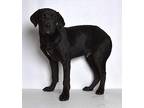 Cruise Labrador Retriever Puppy Male