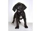 Ducky Labrador Retriever Puppy Male