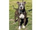 Nico American Pit Bull Terrier Adult Male