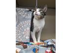 Grease Monkey Domestic Shorthair Adult Male