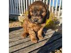 Mutt Puppy for sale in Athens, WI, USA
