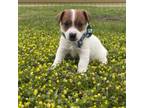Parson Russell Terrier Puppy for sale in Mount Gilead, NC, USA