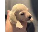 Dachshund Puppy for sale in Lansing, IA, USA
