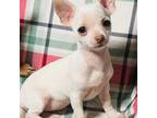 Chihuahua Puppy for sale in Terrell, TX, USA