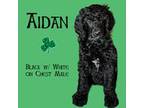 Aidan