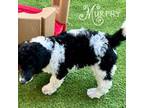 Mutt Puppy for sale in Ankeny, IA, USA